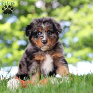 Bumblebee, Mini Bernedoodle Puppy